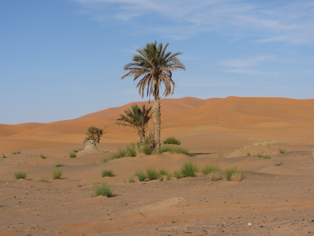 Foto: Palmeduna - Merzouga, Marruecos