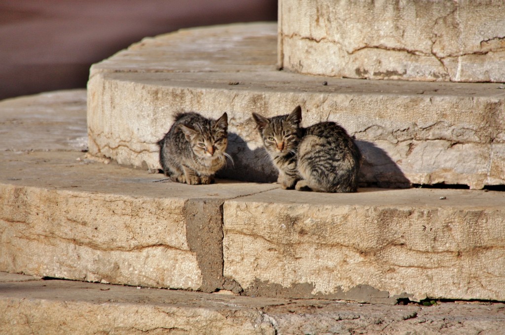 Foto: Gatitos - Regencós (Girona), España