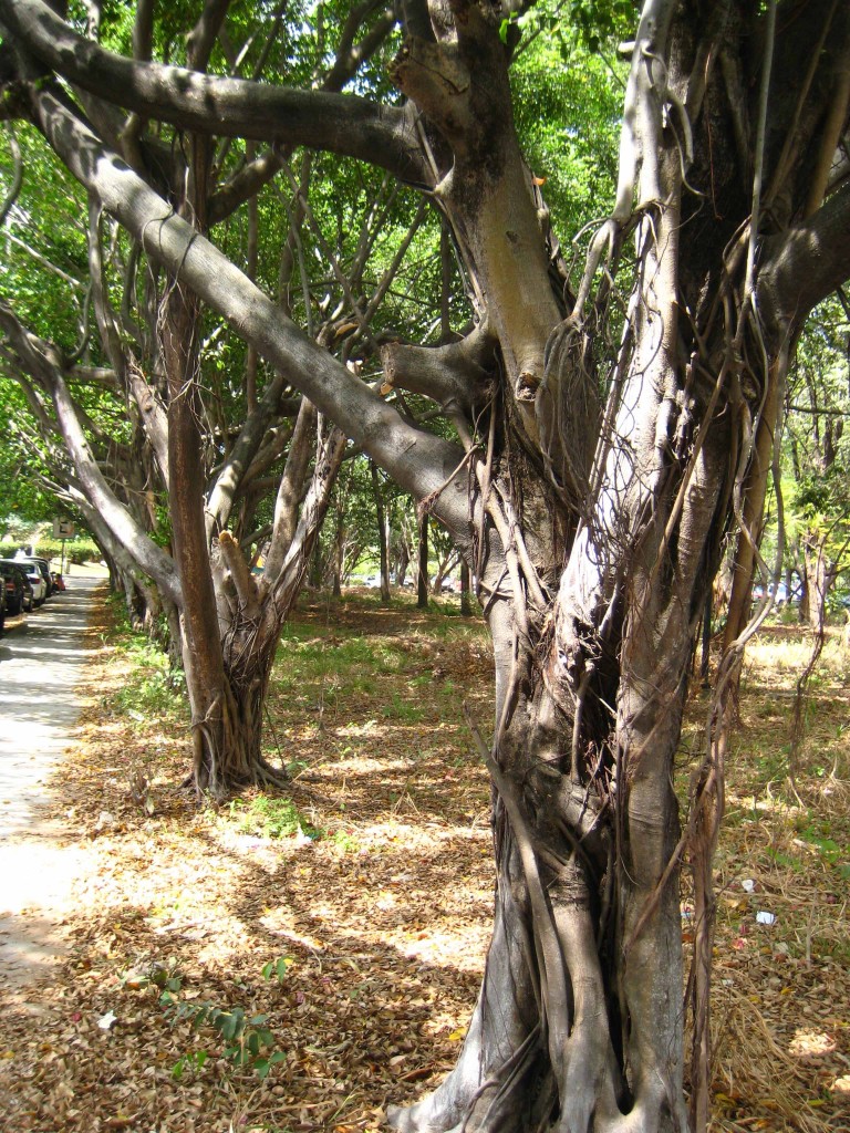 Foto de Tapachula (Chiapas), México