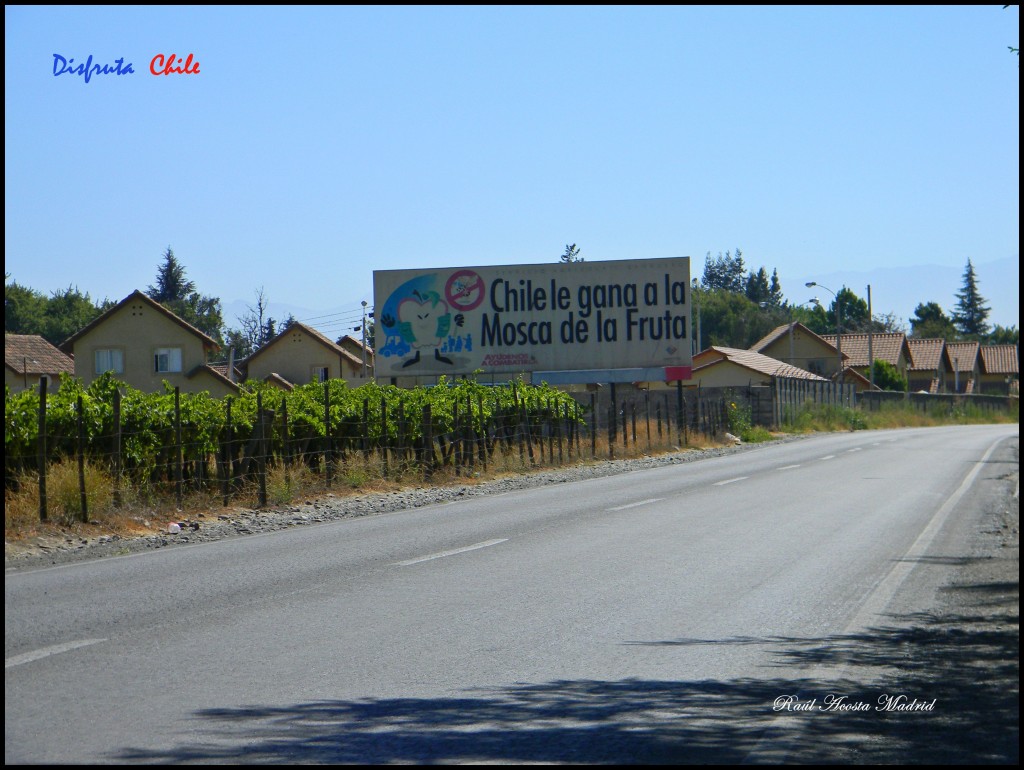 Foto de Olivar (Libertador General Bernardo OʼHiggins), Chile