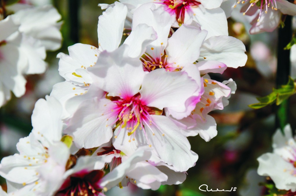 Foto: Flor de almendro - Ibiza (Illes Balears), España