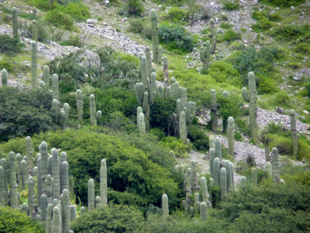 Foto: Quebrada de Humahuaca. - Tumbaya (Jujuy), Argentina