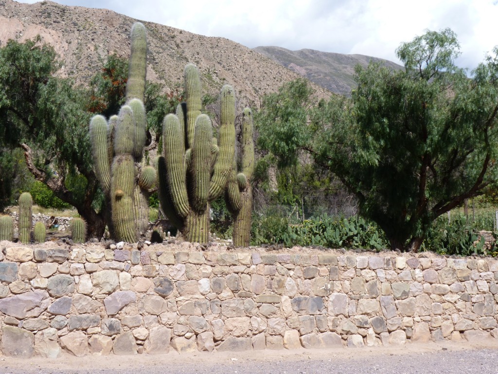 Foto: Pucará de Tilcara. - Tilcara (Jujuy), Argentina