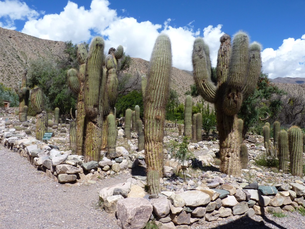 Foto: Pucará de Tilcara. - Tilcara (Jujuy), Argentina