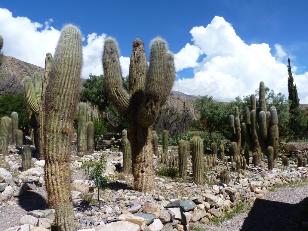 Foto: Pucará de Tilcara. - Tilcara (Jujuy), Argentina