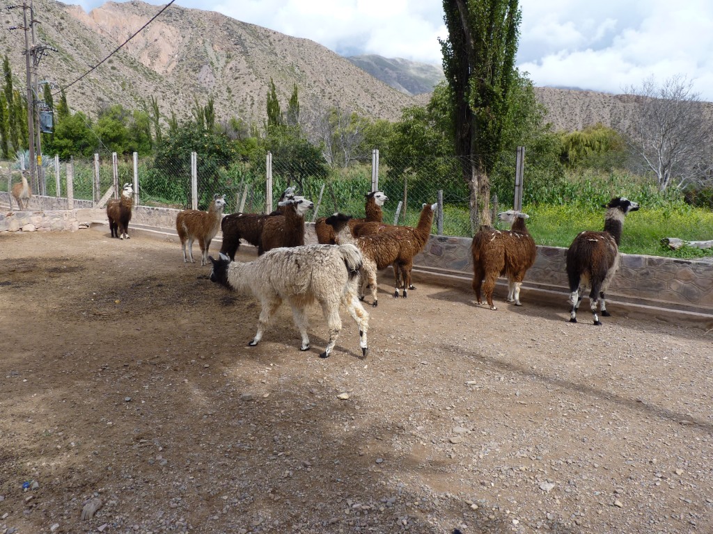 Foto: Pucará de Tilcara. - Tilcara (Jujuy), Argentina