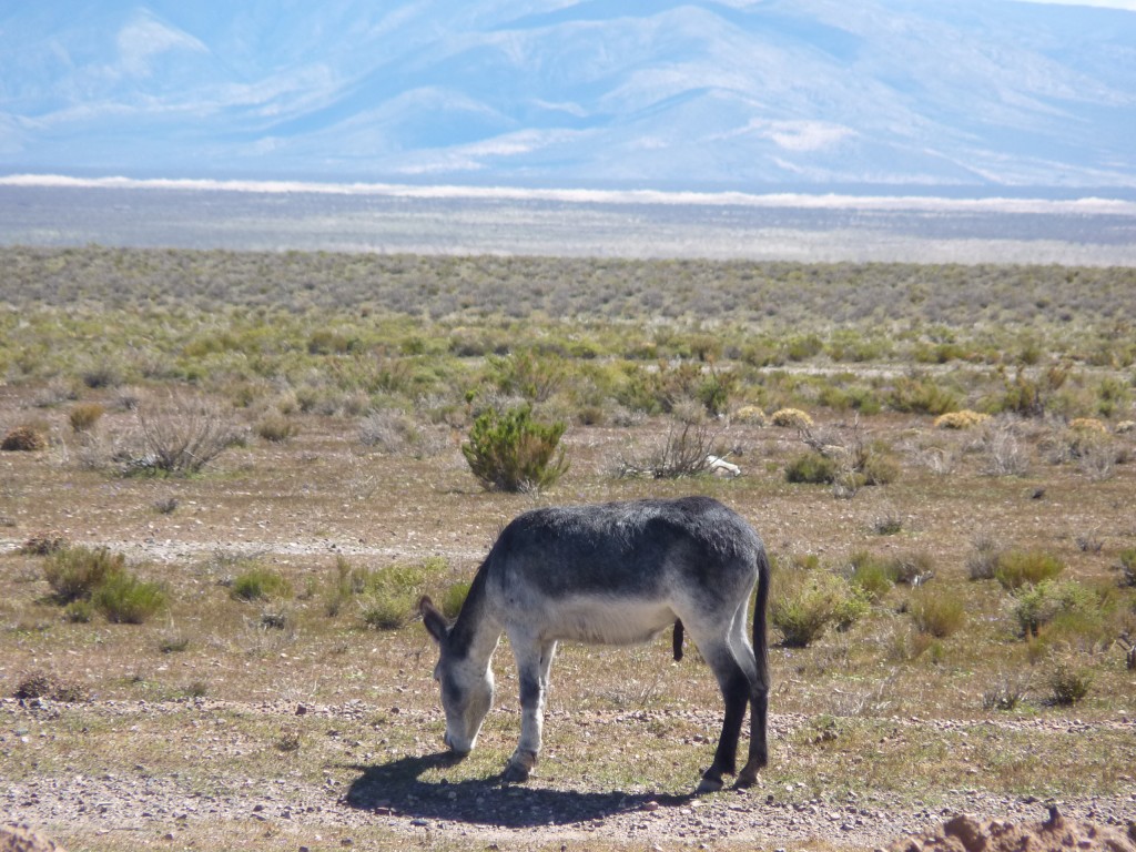 Foto de Cuesta de Lipán (Jujuy), Argentina