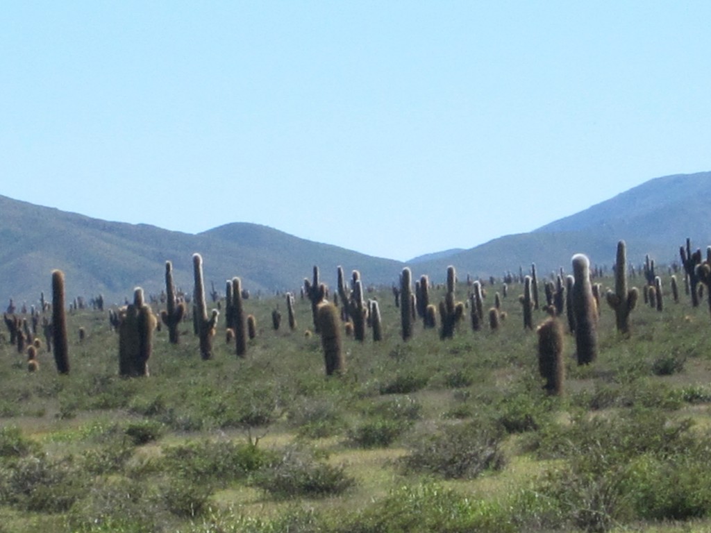 Foto: Parque Nacional Los Cardones - Cachi (Salta), Argentina