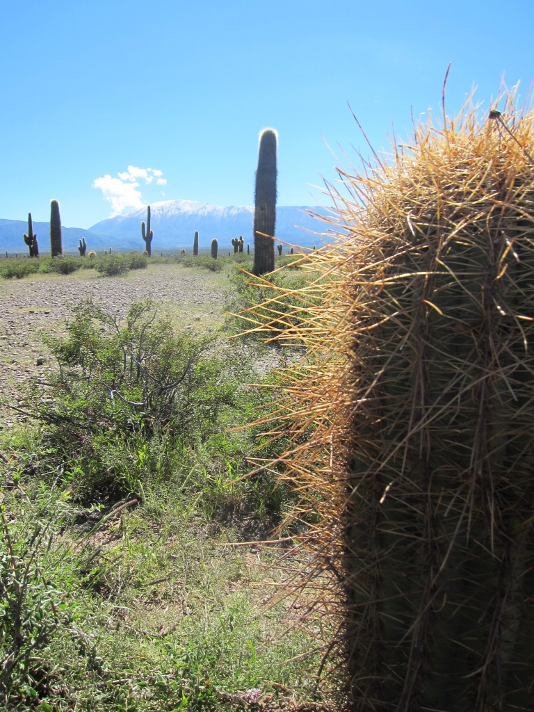 Foto: Parque Nacional Los Cardones - Cachi (Salta), Argentina