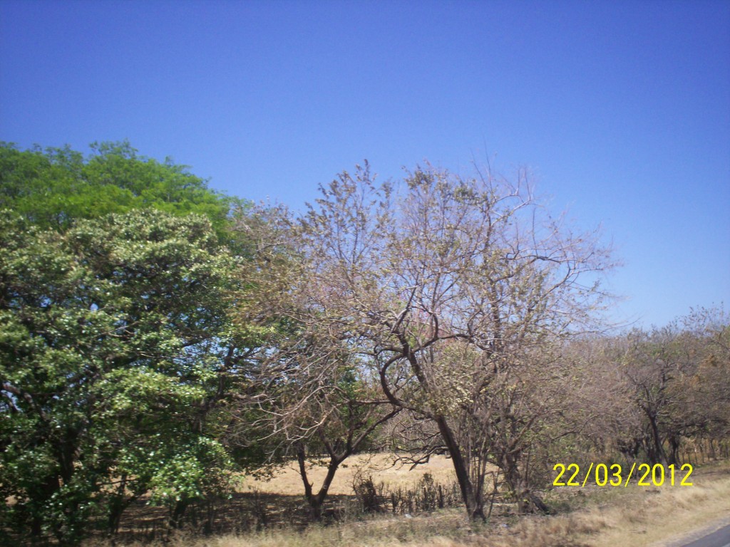 Foto de Liberia, Costa Rica