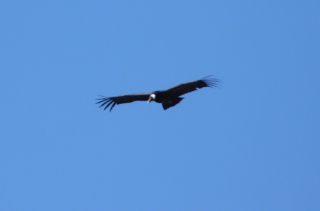 Foto: Cuesta del Obispo. Cóndor en vuelo. - Cachi (Salta), Argentina