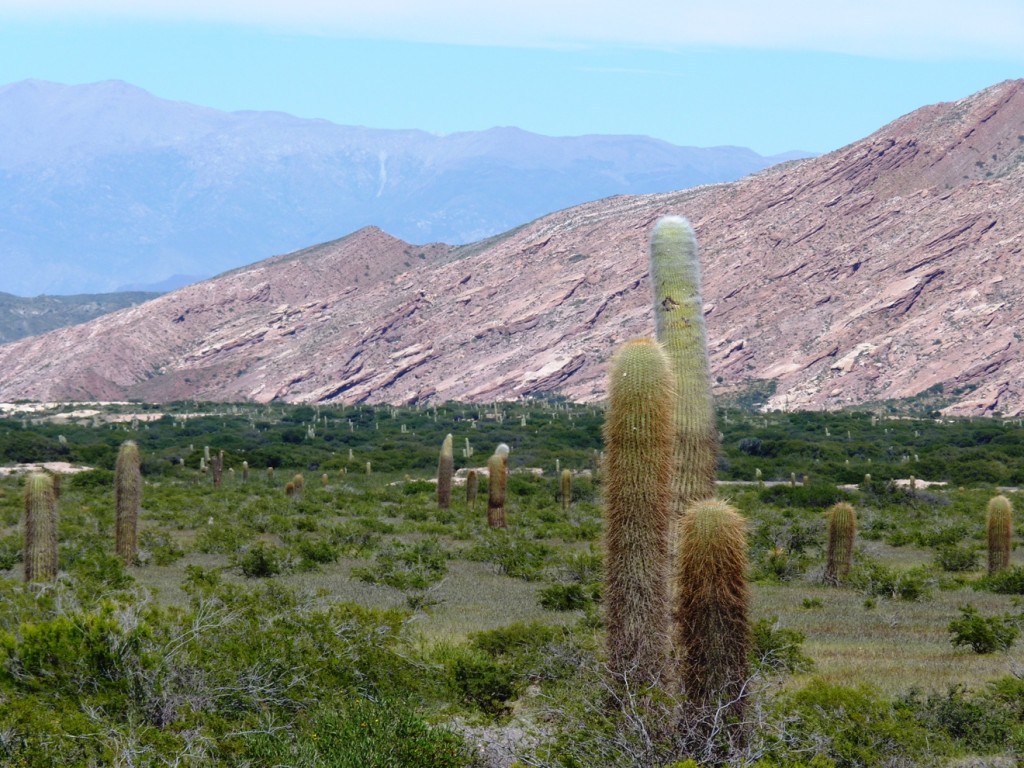 Foto: Parque Nacional Los Cardones. - Cachi (Salta), Argentina