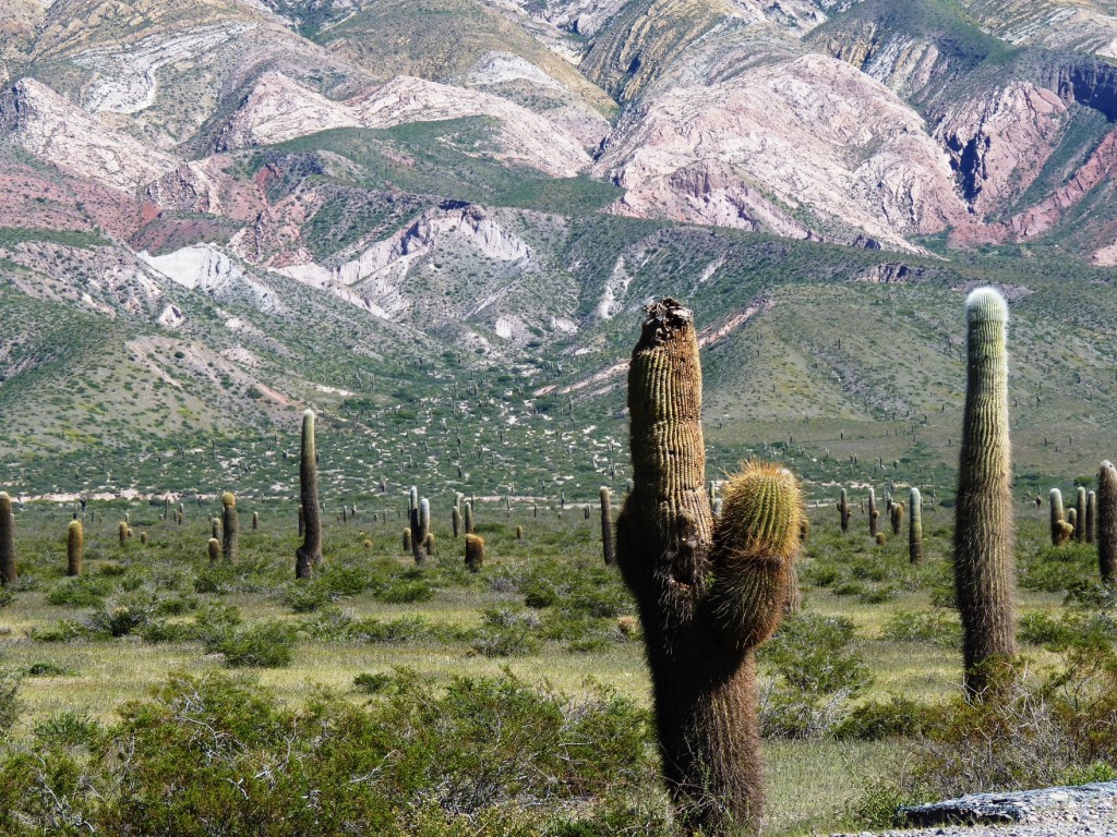 Foto: Parque Nacional Los Cardones. - Cachi (Salta), Argentina