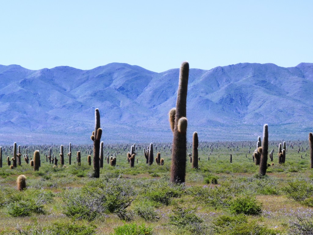 Foto: Parque Nacional Los Cardones. - Cachi (Salta), Argentina