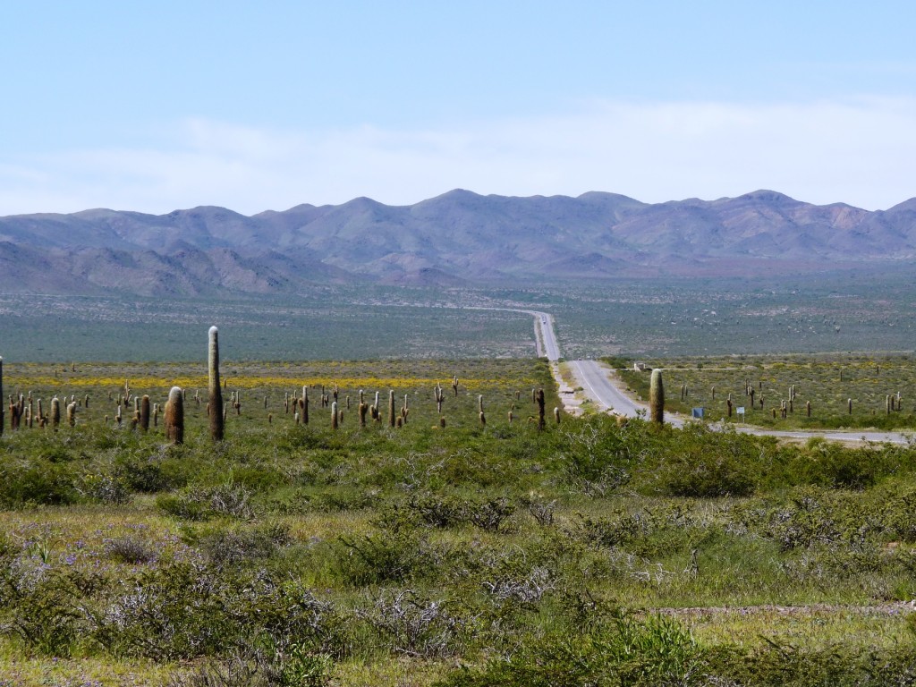 Foto: Parque Nacional Los Cardones. - Cachi (Salta), Argentina