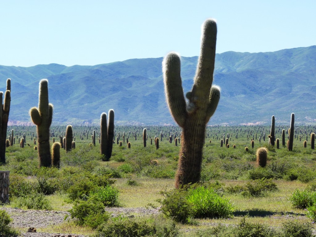 Foto: Parque Nacional Los Cardones. - Cachi (Salta), Argentina