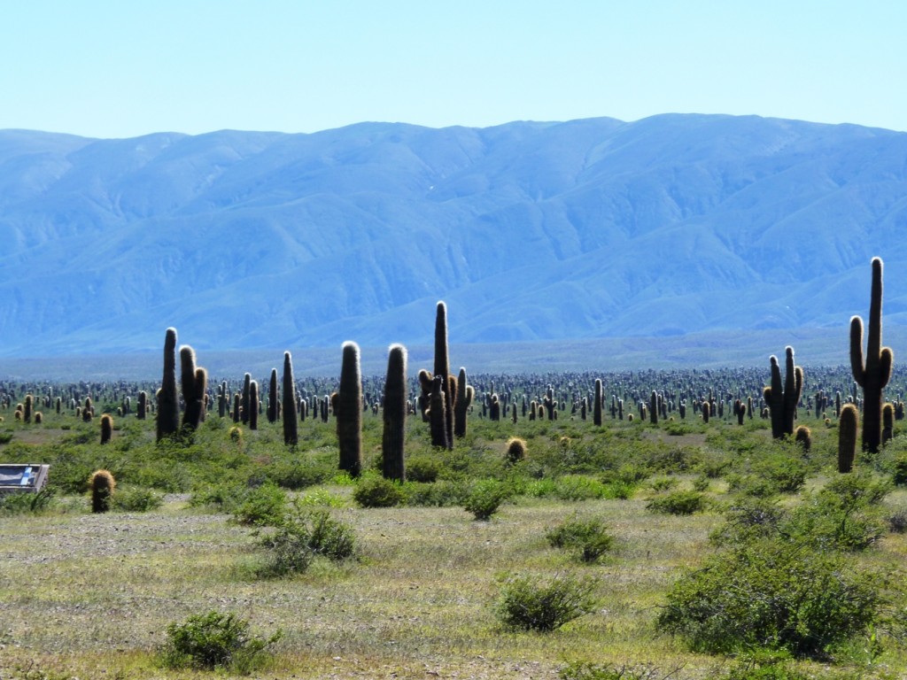 Foto: Parque Nacional Los Cardones. - Cachi (Salta), Argentina