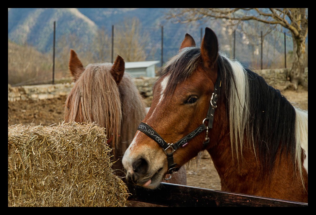 Foto: Caballos - Pirineo Aragones (Huesca), España