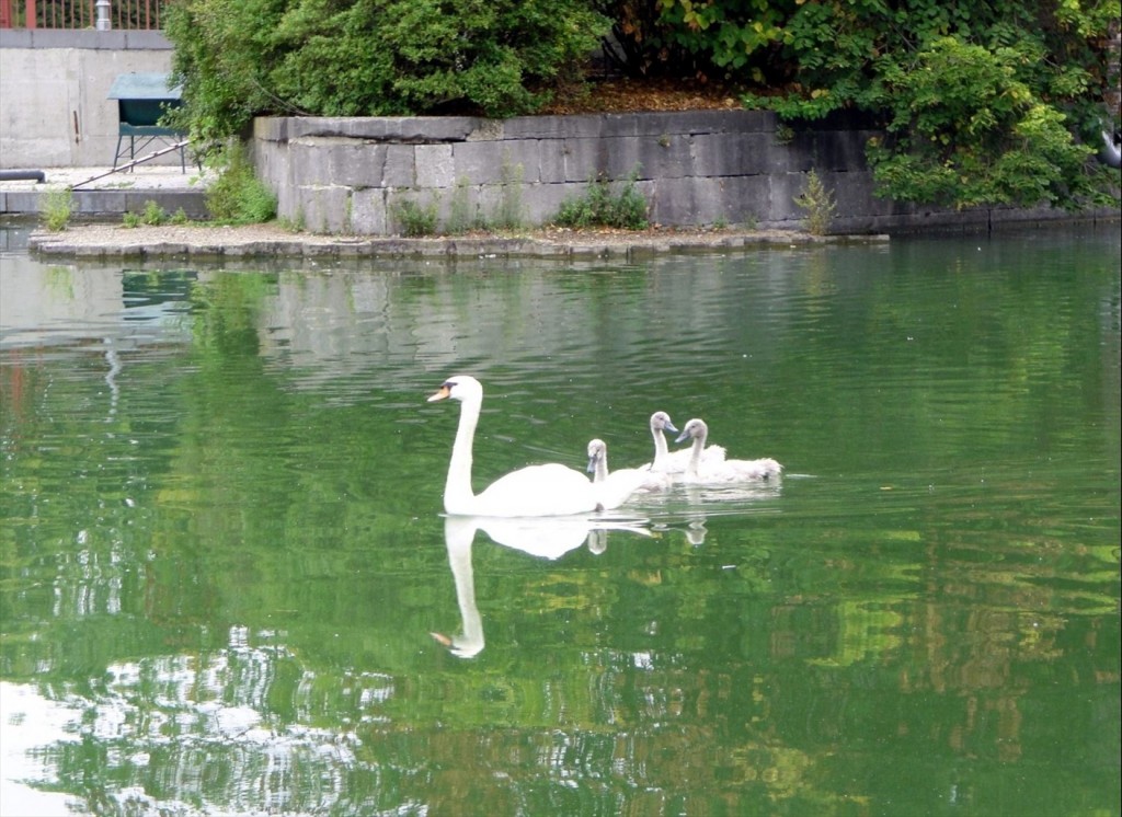 Foto: Familia de cisnes - Brugge (Flanders), Bélgica