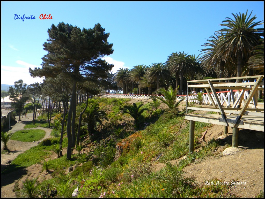 Foto de Pichilemu (Libertador General Bernardo OʼHiggins), Chile