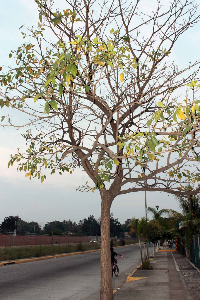 Foto de Tapachula (Chiapas), México