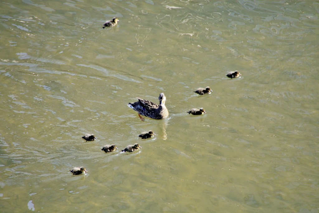 Foto: Patitos en el rio Aude - Limoux (Languedoc-Roussillon), Francia