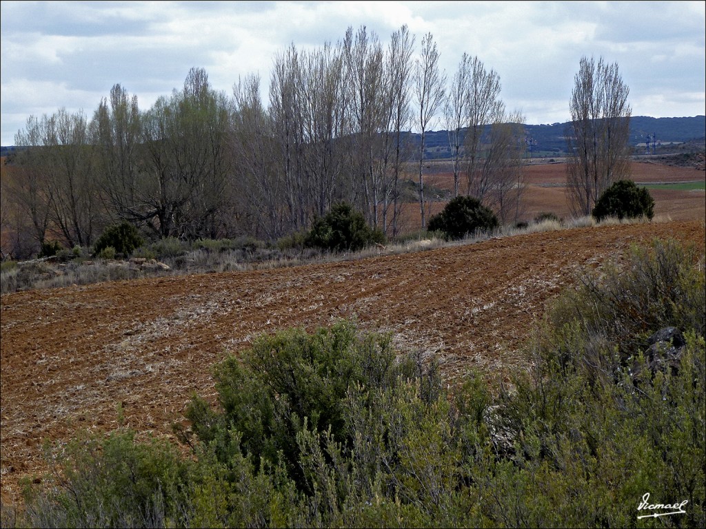 Foto: 120331-02 ALCONCHEL DE ARIZA - Alconchel De Ariza (Zaragoza), España