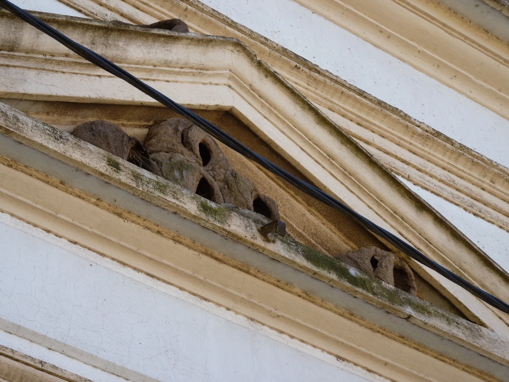 Foto: Nidos de Hornero - Uribelarrea (Buenos Aires), Argentina