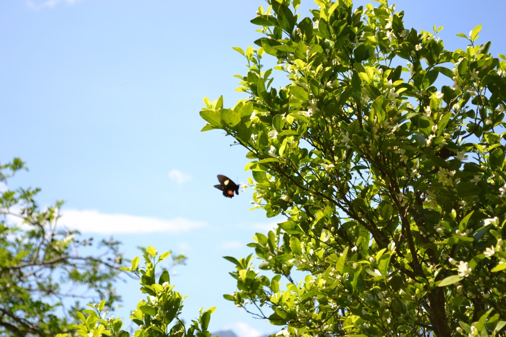 Foto: MARIPOSA - San Ignacio De Acosta (San José), Costa Rica