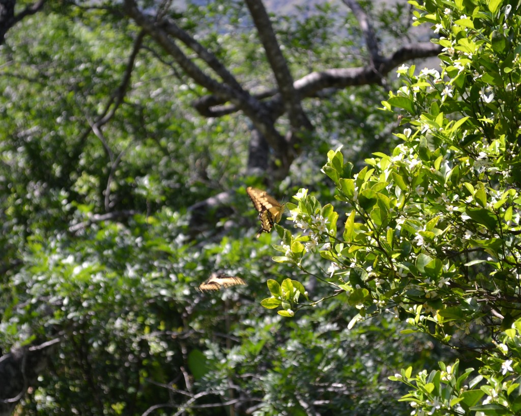 Foto: MARIPOSA - San Ignacio De Acosta (San José), Costa Rica