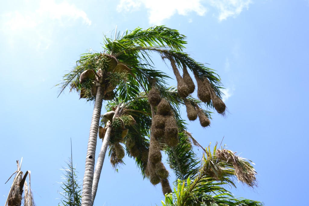 Foto de San Ignacio De Acosta (San José), Costa Rica