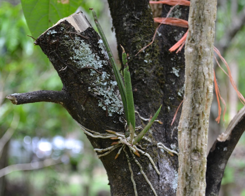 Foto de San Ignacio De Acosta (San José), Costa Rica