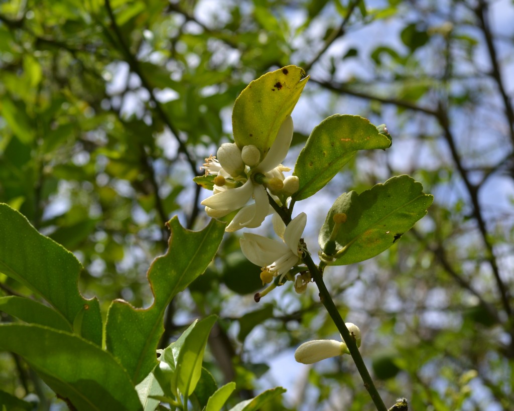 Foto de San Ignacio De Acosta (San José), Costa Rica