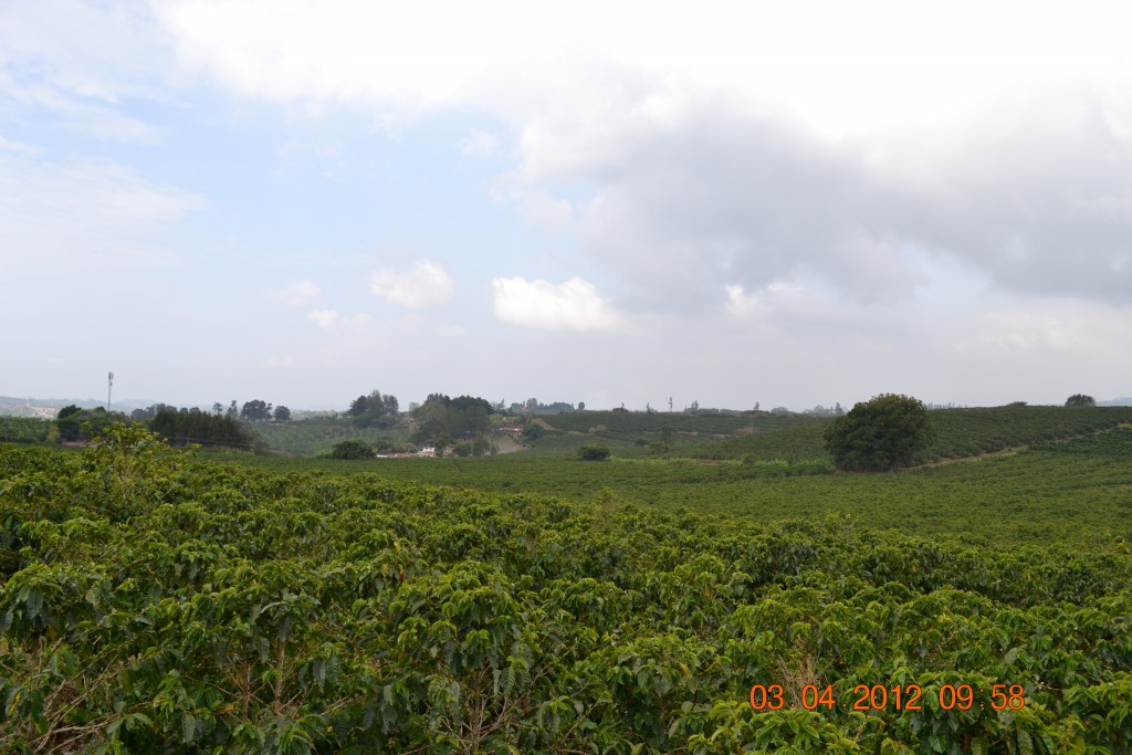 Foto: CERRILLAL - Cerrillal De Alajuela (Alajuela), Costa Rica