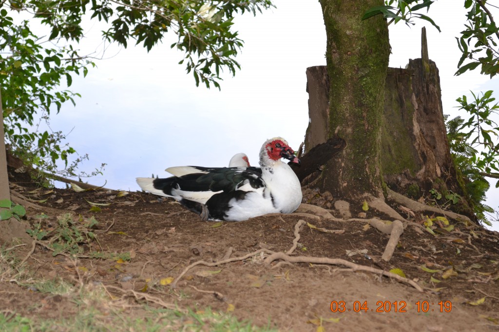 Foto: LAGUNA DE FRAIJANES (Fraijanes De San Isidro De Alajuela) - Fraijanes De San Isidro De Alajuela (Alajuela), Costa Rica