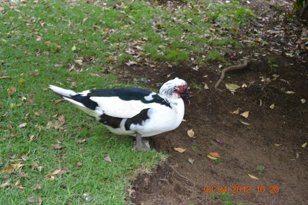 Foto: LAGUNA DE FRAIJANES (Fraijanes De San Isidro De Alajuela) - Fraijanes De San Isidro De Alajuela (Alajuela), Costa Rica