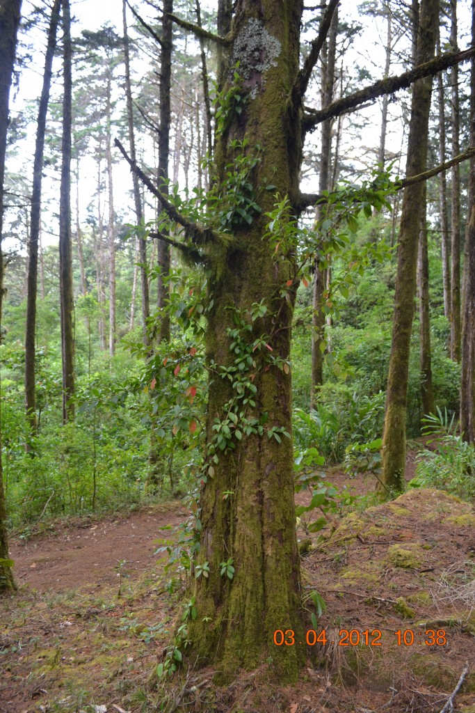 Foto: LAGUNA DE FRAIJANES (Fraijanes De San Isidro De Alajuela) - Fraijanes De San Isidro De Alajuela (Alajuela), Costa Rica