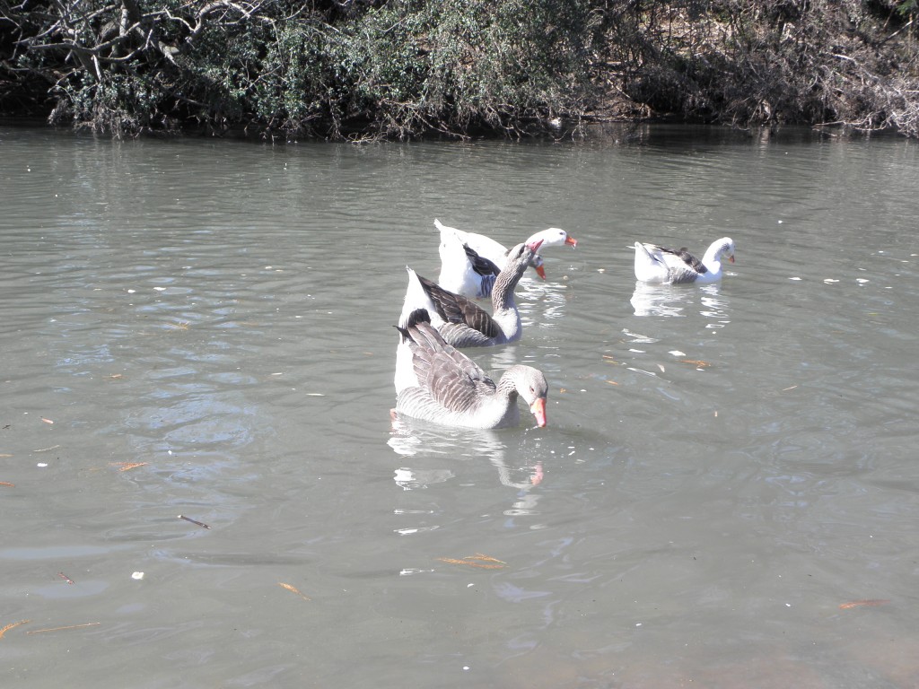 Foto: Lagos de Palermo. - Buenos Aires, Argentina