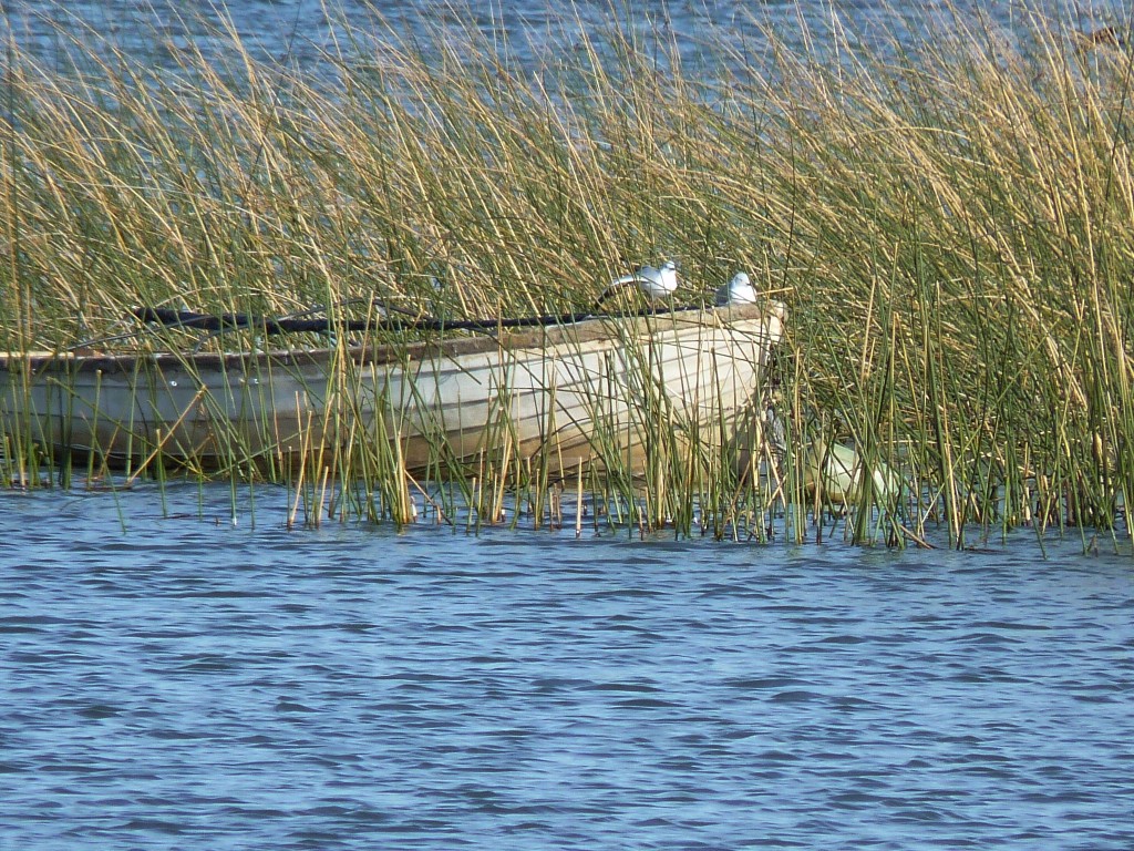 Foto: Laguna La Brava - Mar del Plata (Buenos Aires), Argentina