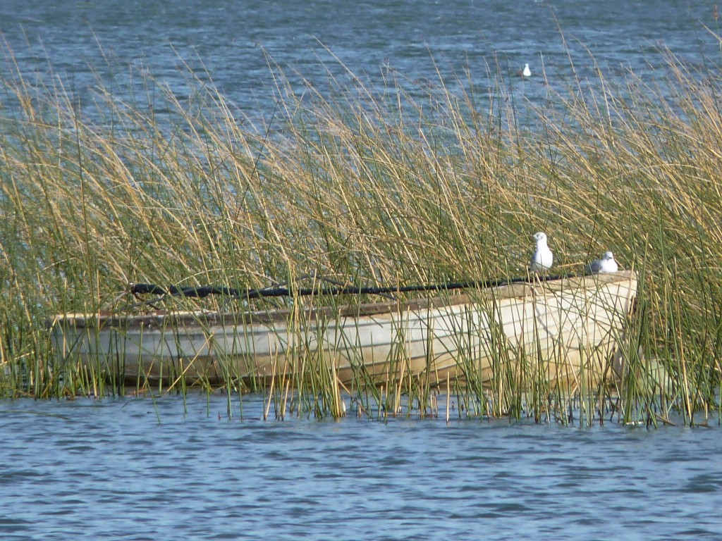 Foto: Laguna La Brava - Mar del Plata (Buenos Aires), Argentina