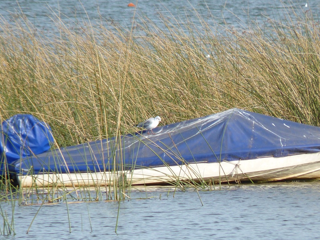 Foto: Laguna La Brava - Mar del Plata (Buenos Aires), Argentina