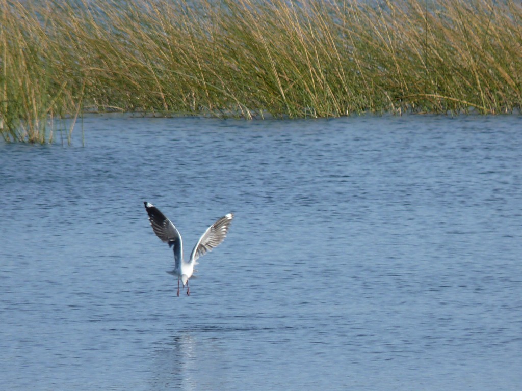 Foto: Laguna La Brava - Mar del Plata (Buenos Aires), Argentina