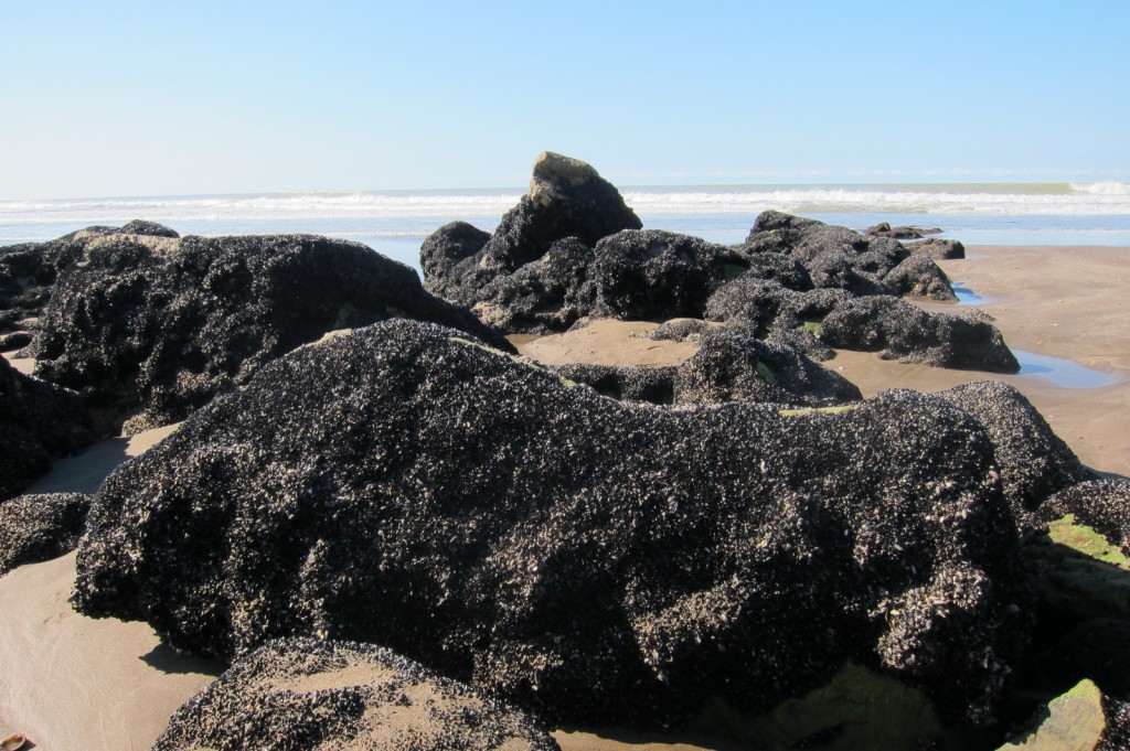 Foto: Balneario - Mar Chiquita (Buenos Aires), Argentina