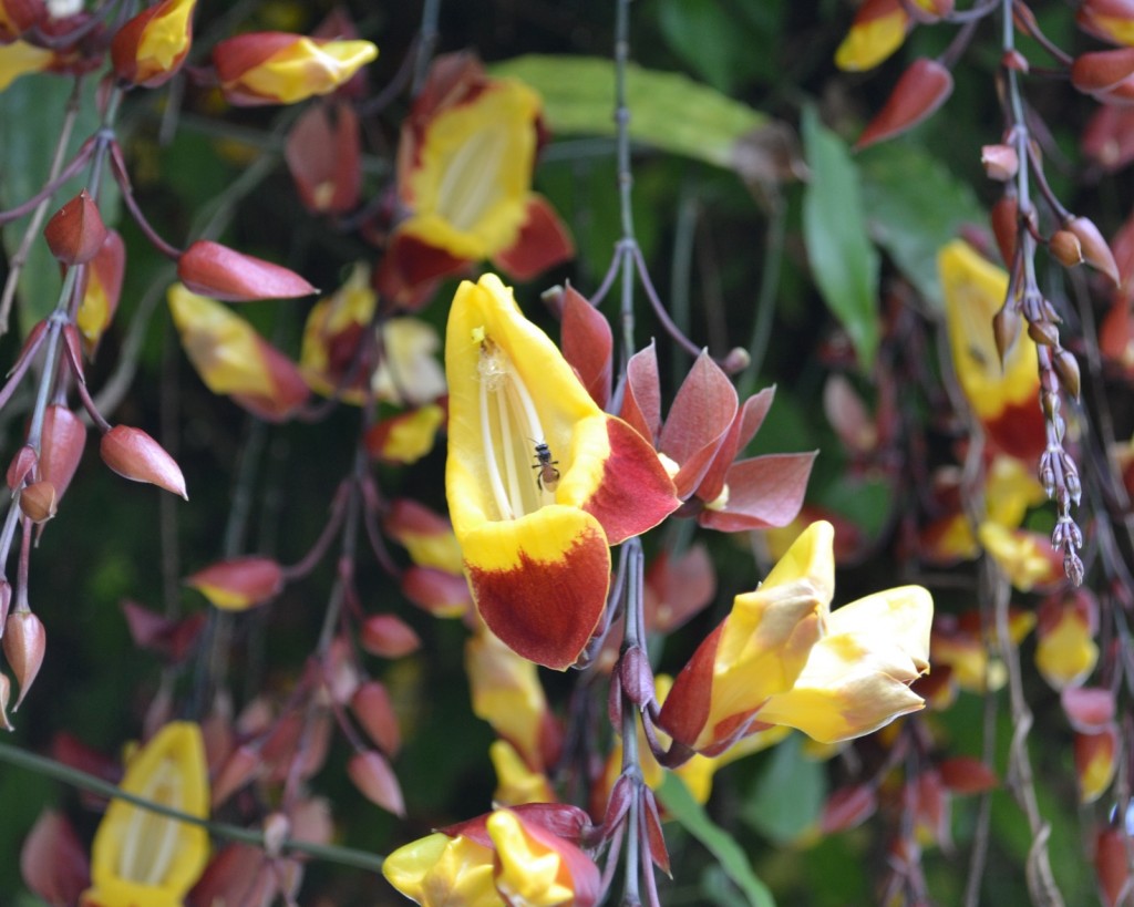 Foto: Terrariun, Jardin De Mariposas - Las Garita (Alajuela), Costa Rica