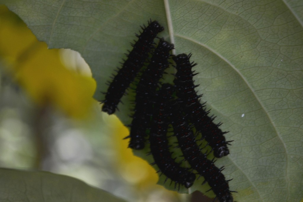 Foto: Terrariun, Jardin De Mariposas - Las Garita (Alajuela), Costa Rica