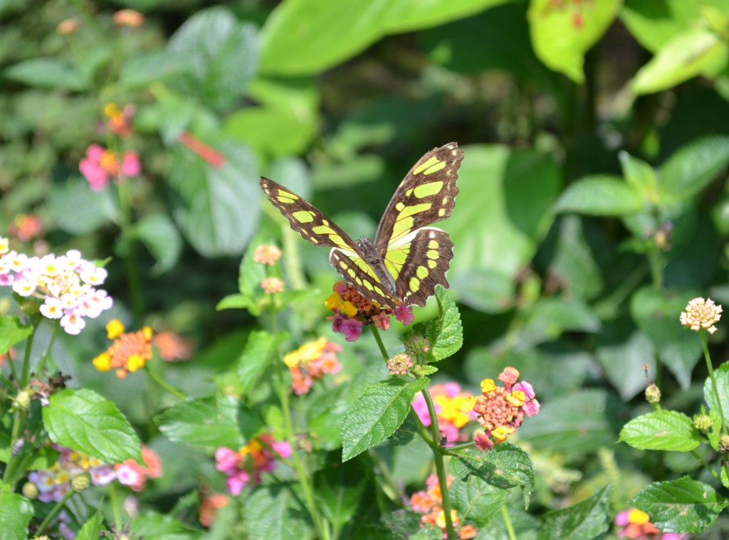 Foto: Terrariun, Jardin De Mariposas - Las Garita (Alajuela), Costa Rica