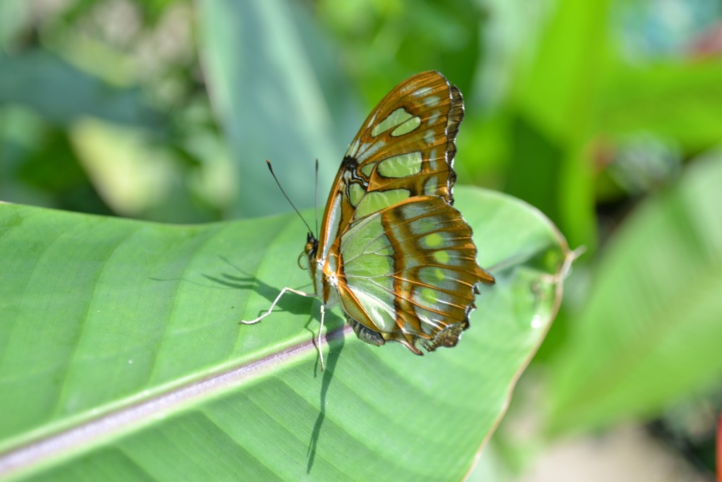 Foto: Terrariun,  Jardin De Mariposas - Las Garita (Alajuela), Costa Rica