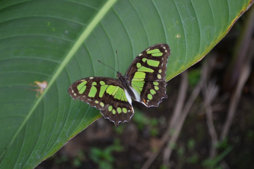 Foto: Terrariun,  Jardin De Mariposas - Las Garita (Alajuela), Costa Rica