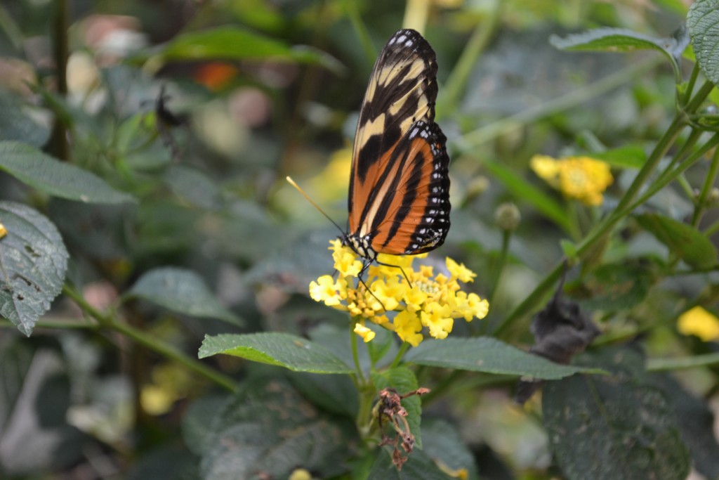 Foto: Terrariun,  Jardin De Mariposas - La Garita (Alajuela), Costa Rica