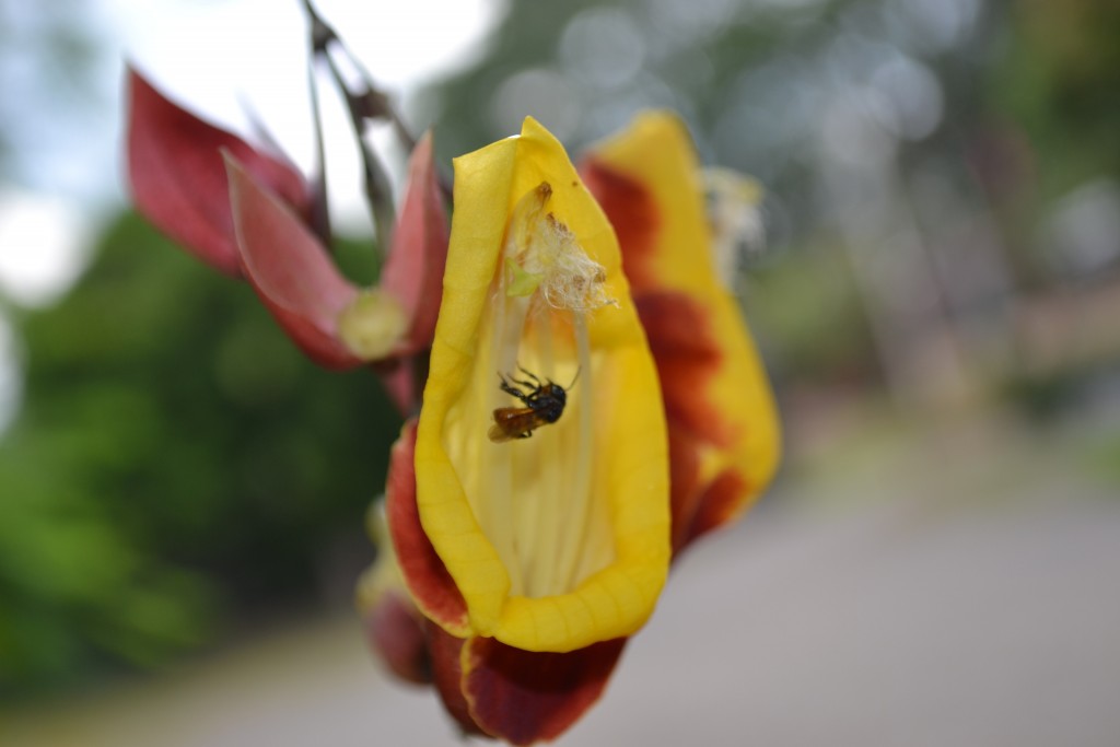 Foto: Terrariun,  Jardin De Mariposas - La Garita (Alajuela), Costa Rica